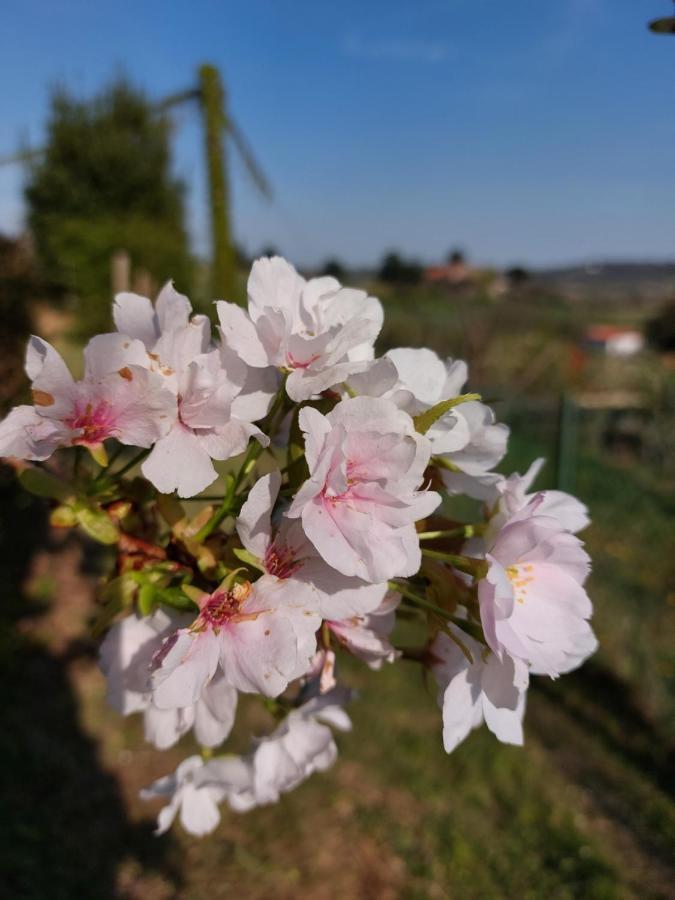 La Collina Delle Acacie Acomodação com café da manhã Grumolo Pedemonte Exterior foto