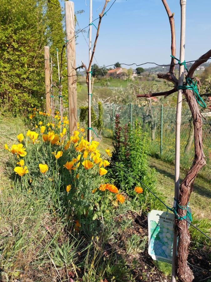 La Collina Delle Acacie Acomodação com café da manhã Grumolo Pedemonte Exterior foto